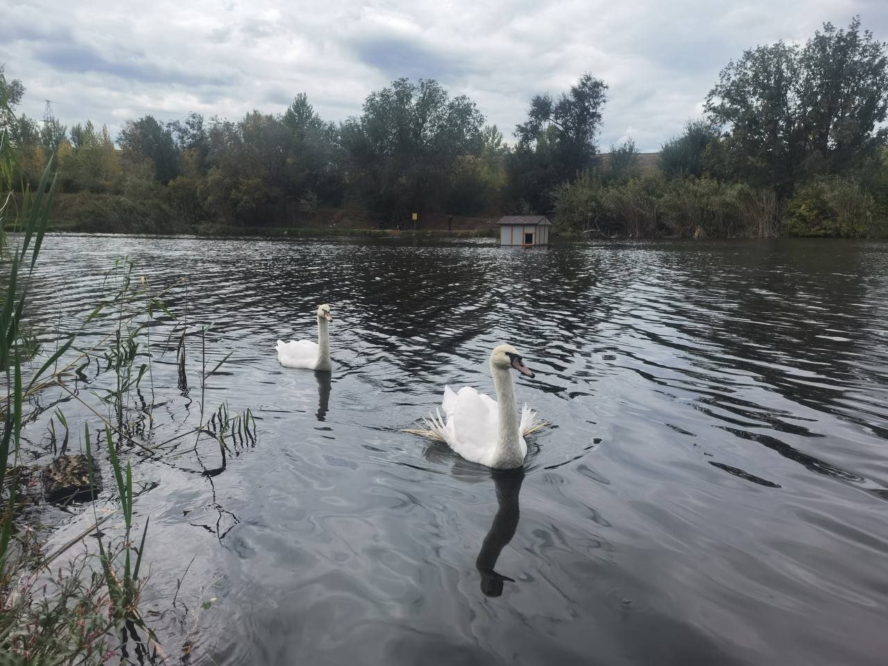 Двух спасённых лебедей увезли из Саратовской области в Анапу
